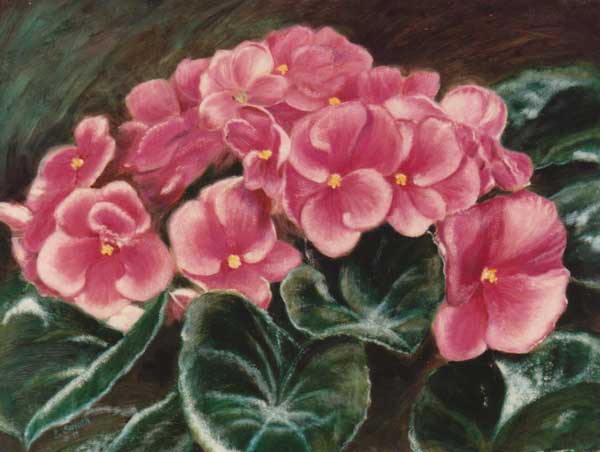 Limited Reproduction of African Violets