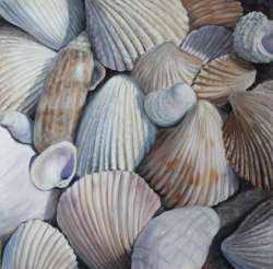 Image of She Sells Sea Shells By: Elizabeth Sander