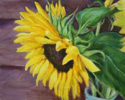 Image of Sunflower By: Elizabeth Sander